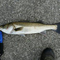 早朝シーバス釣行。底からの巻き上げで1ゲット。